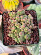 Mammillaria bocasana cv. Fred | Rare Collector Cactus | #255