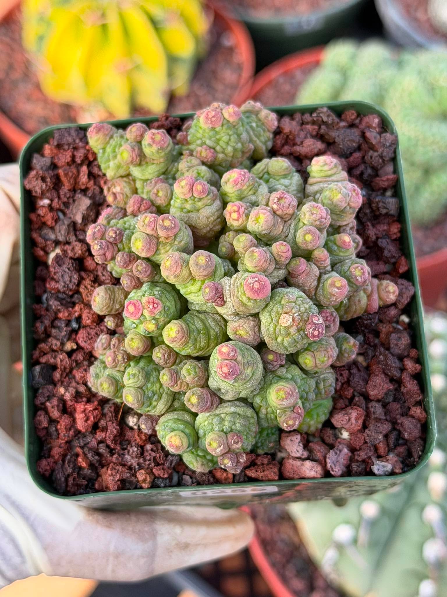 Mammillaria bocasana cv. Fred | Rare Collector Cactus | #255