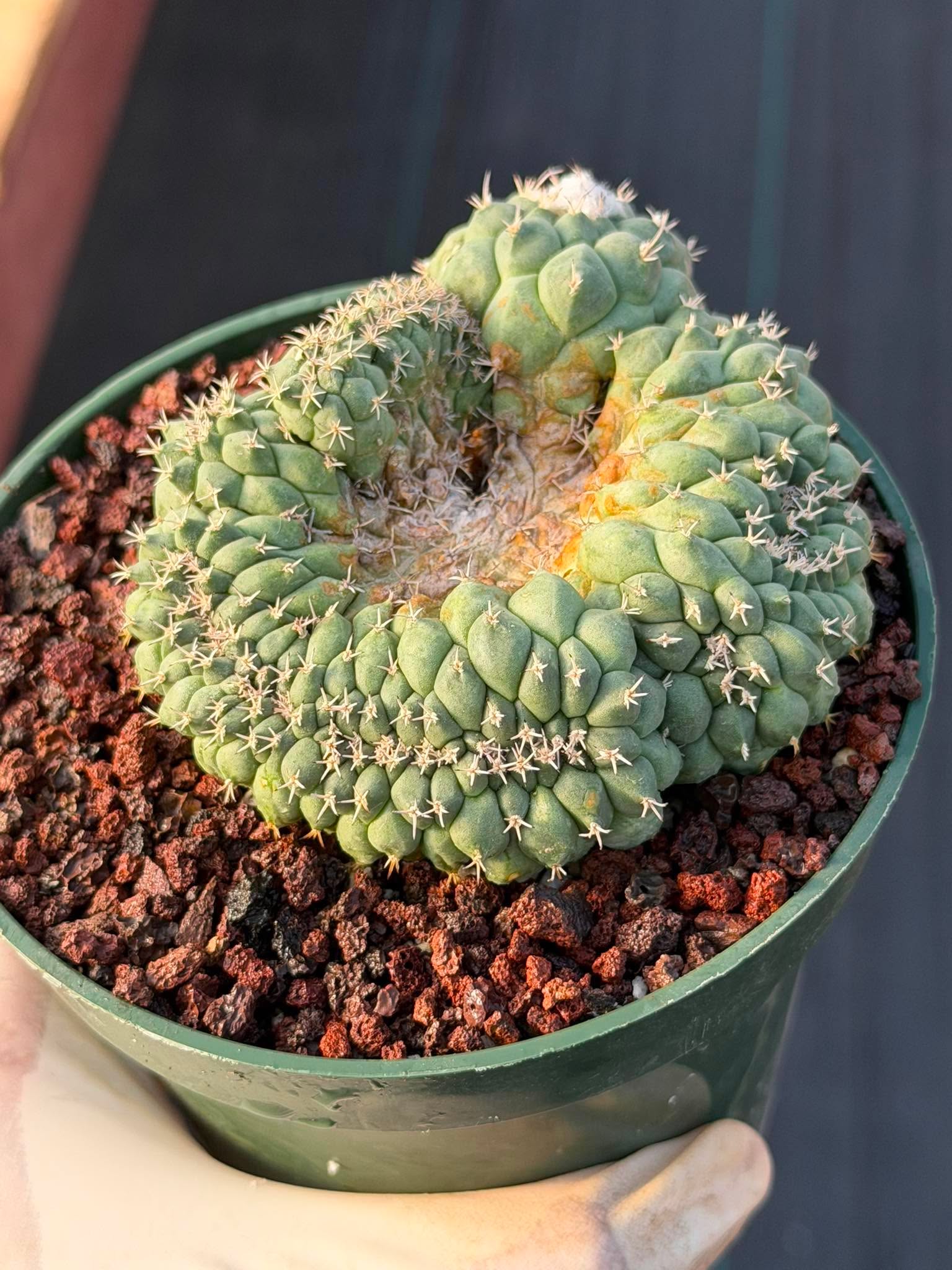 Crested Turbinicarpus Seed Grown #236 | Rare Collector Succulent Cactus | Unique Crested Form