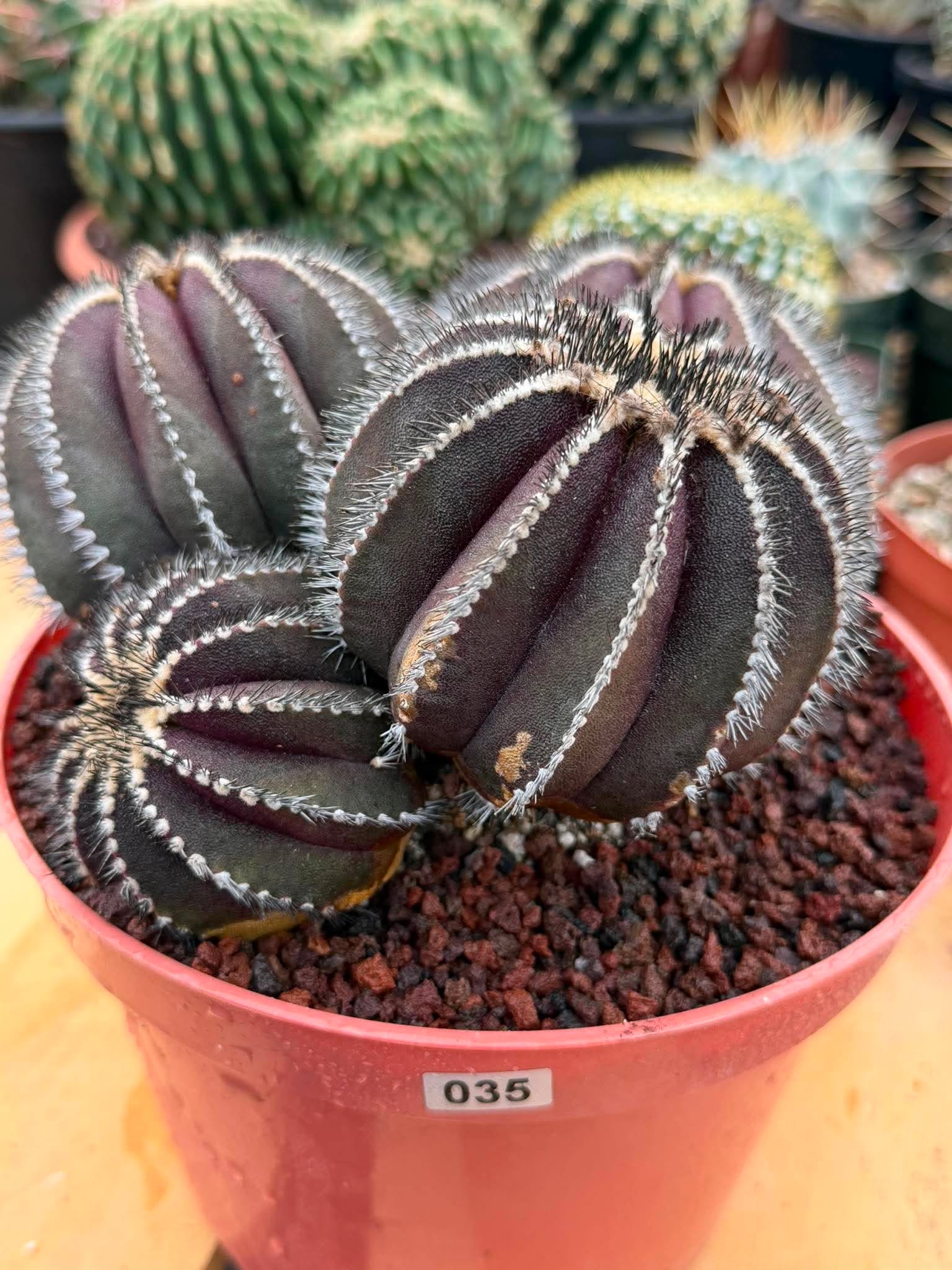 Uebelmannia Pectinifera Cluster #35 | Rare Purple Ribbed Cactus | Live Collector Specimen
