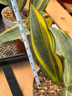 Variegated Sansevieria Whalefin – Rare Snake Plant Pup | Easy Care Houseplant | Live Indoor Succulent