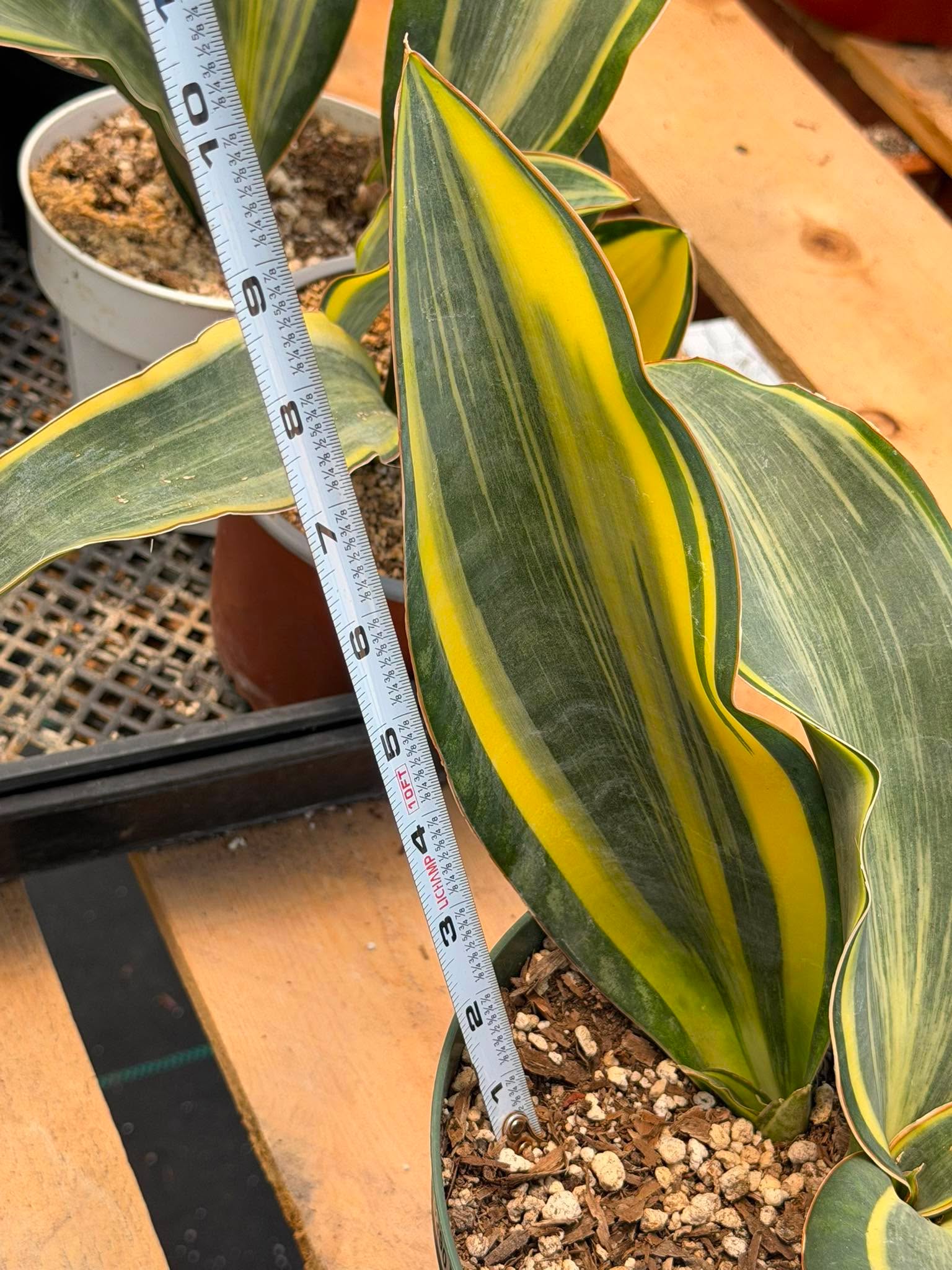 Variegated Sansevieria Whalefin – Rare Snake Plant Pup | Easy Care Houseplant | Live Indoor Succulent