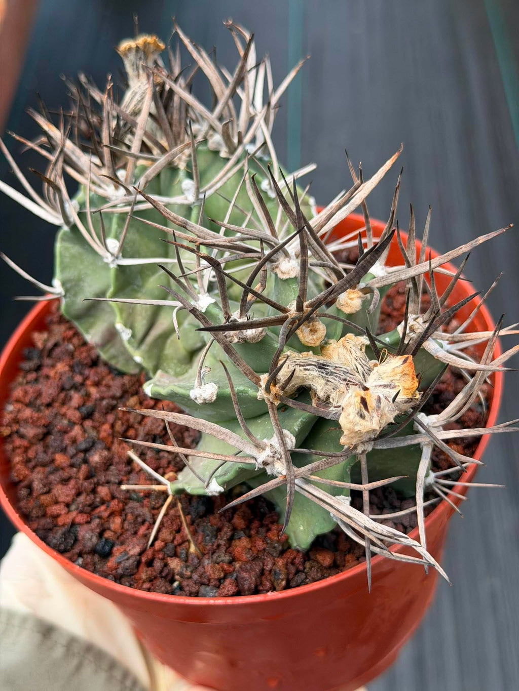 Astrophytum Capricorne Buffalo #264 | Rare Double Head Cactus | Collector's Specimen