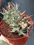 Astrophytum Capricorne Buffalo #264 | Rare Double Head Cactus | Collector's Specimen
