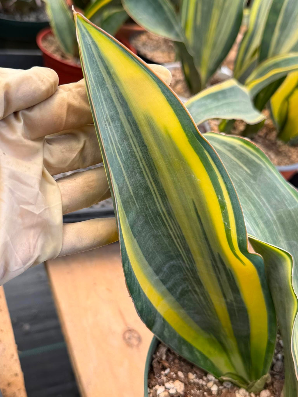 Variegated Sansevieria Whalefin – Rare Snake Plant Pup | Easy Care Houseplant | Live Indoor Succulent