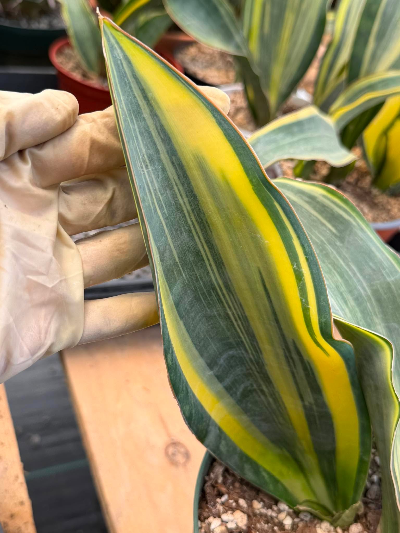 Variegated Sansevieria Whalefin – Rare Snake Plant Pup | Easy Care Houseplant | Live Indoor Succulent