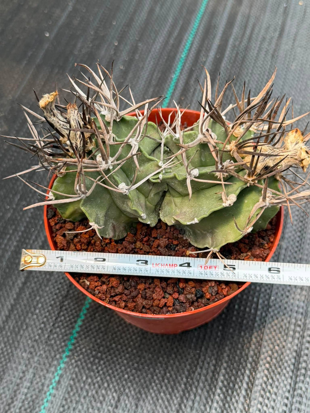 Astrophytum Capricorne Buffalo #264 | Rare Double Head Cactus | Collector's Specimen