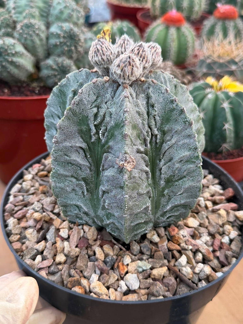 Astrophytum Fukuyu #31 | Rare Collector Cactus | Unique Succulent Plant
