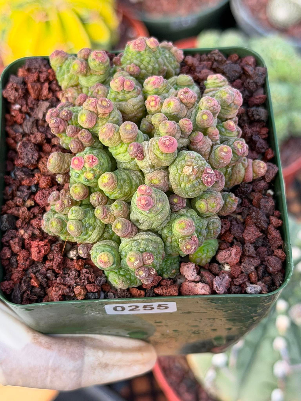 Mammillaria bocasana cv. Fred | Rare Collector Cactus | #255