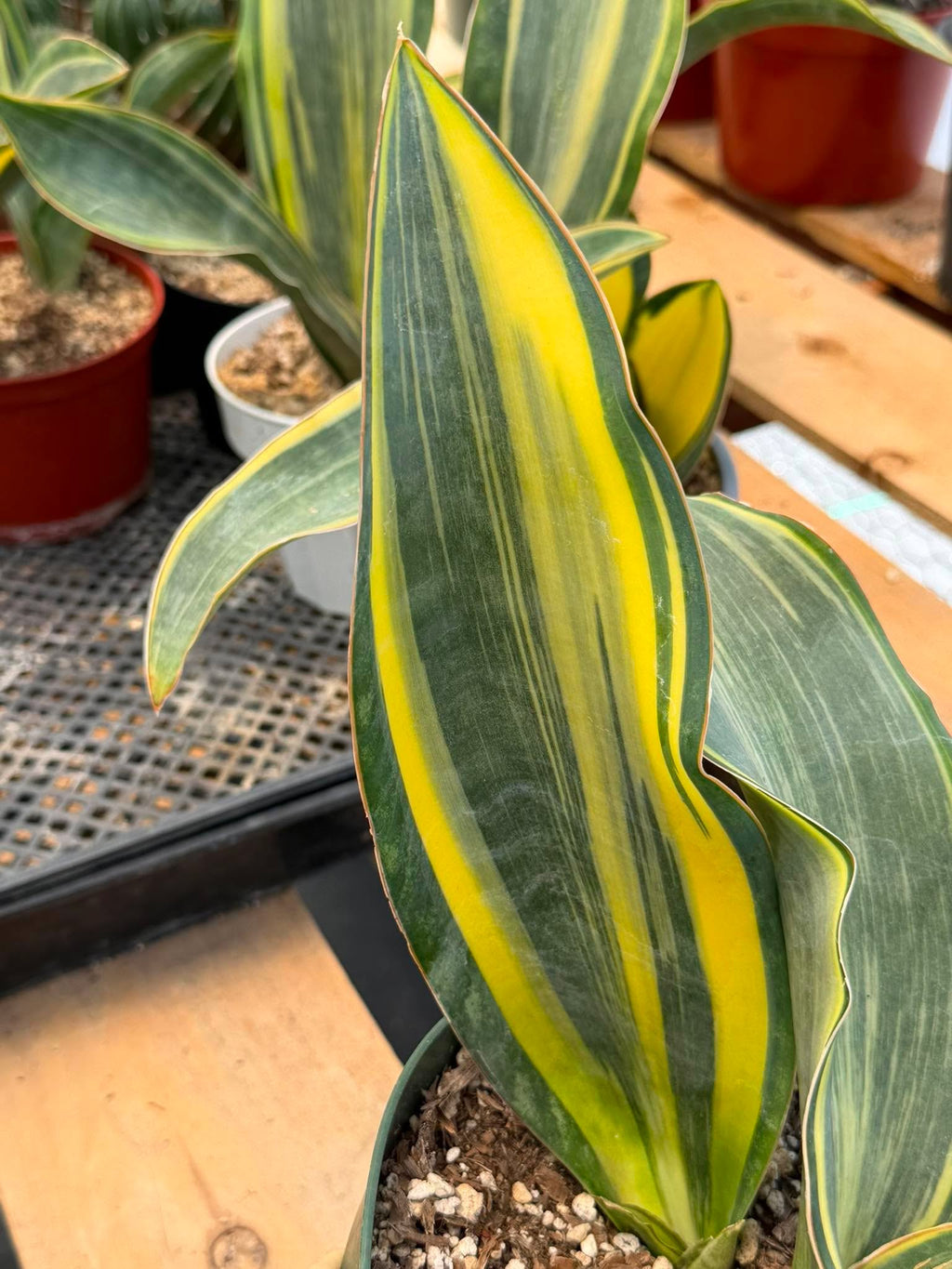 Variegated Sansevieria Whalefin – Rare Snake Plant Pup | Easy Care Houseplant | Live Indoor Succulent