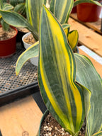 Variegated Sansevieria Whalefin – Rare Snake Plant Pup | Easy Care Houseplant | Live Indoor Succulent