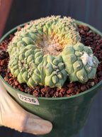 Crested Turbinicarpus Seed Grown #236 | Rare Collector Succulent Cactus | Unique Crested Form