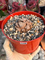 Dioscorea Elephantipes – Rare Turtle Back Caudex Succulent Plant Collector’s #288