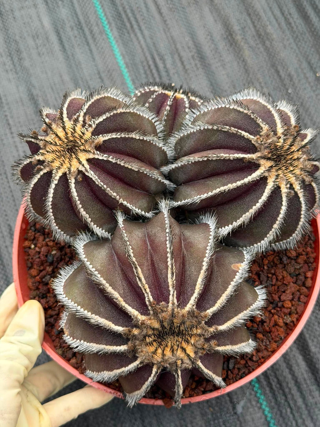 Uebelmannia Pectinifera Cluster #35 | Rare Purple Ribbed Cactus | Live Collector Specimen