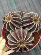 Uebelmannia Pectinifera Cluster #35 | Rare Purple Ribbed Cactus | Live Collector Specimen