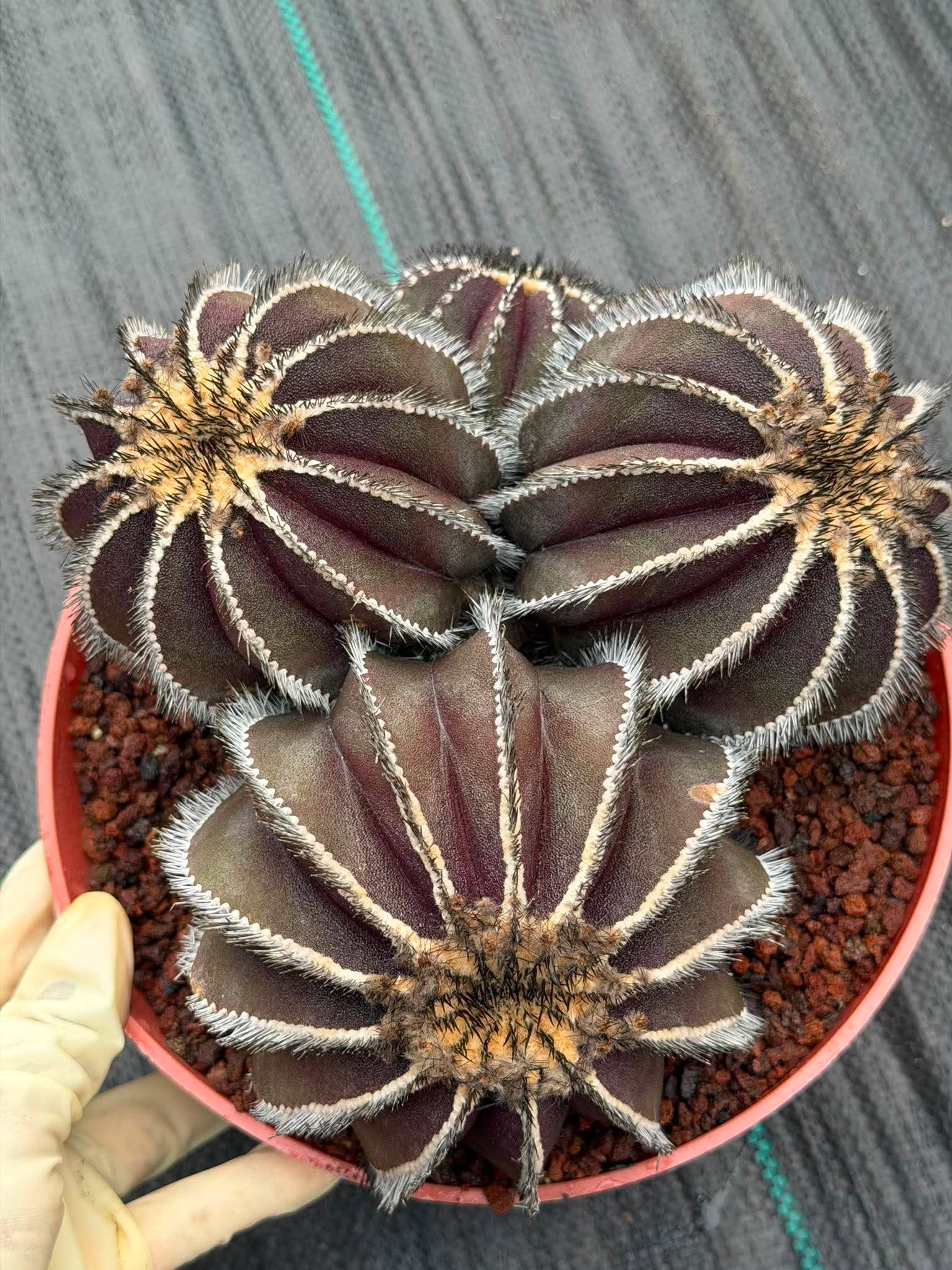 Uebelmannia Pectinifera Cluster #35 | Rare Purple Ribbed Cactus | Live Collector Specimen