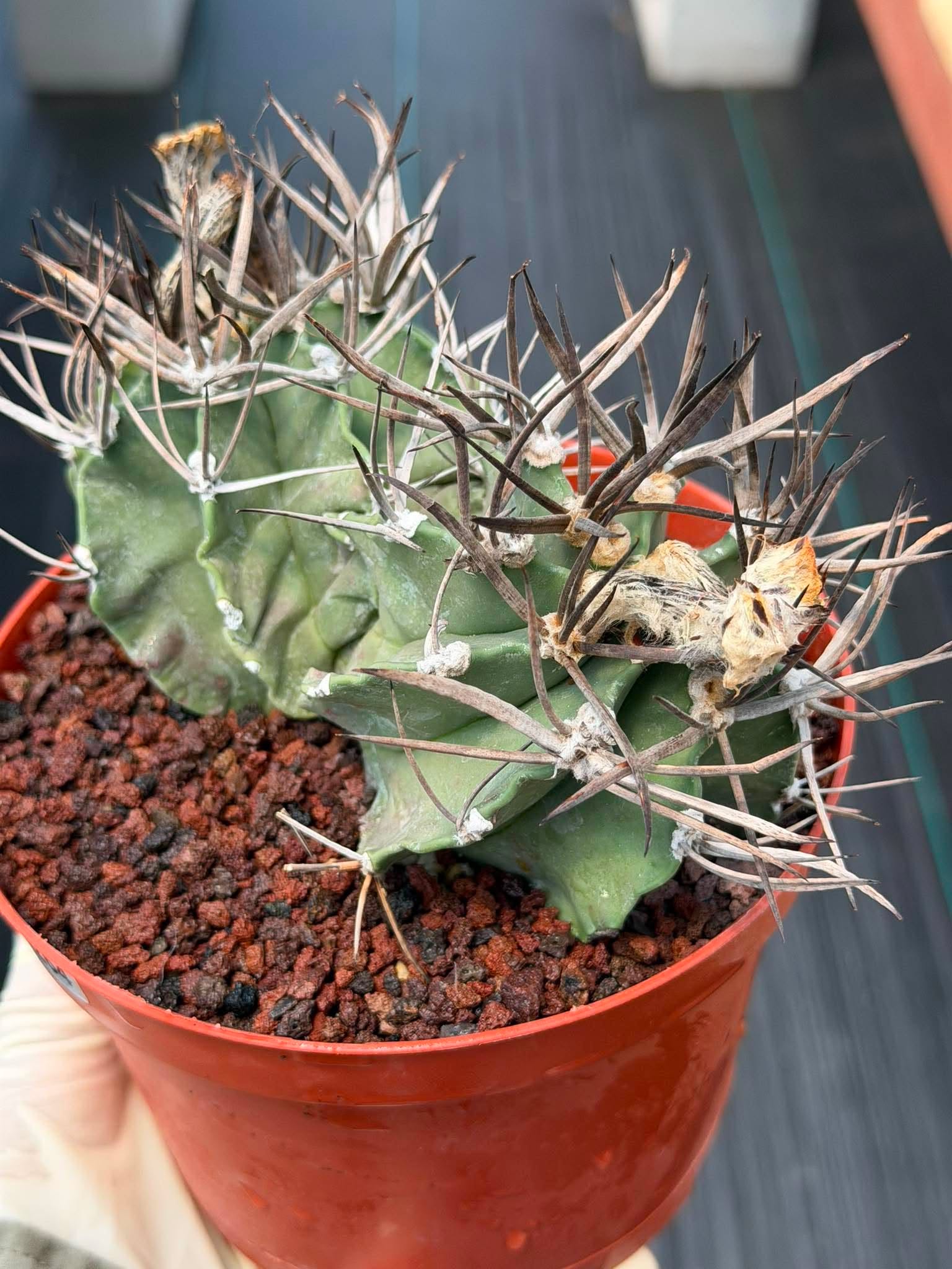 Astrophytum Capricorne Buffalo #264 | Rare Double Head Cactus | Collector's Specimen