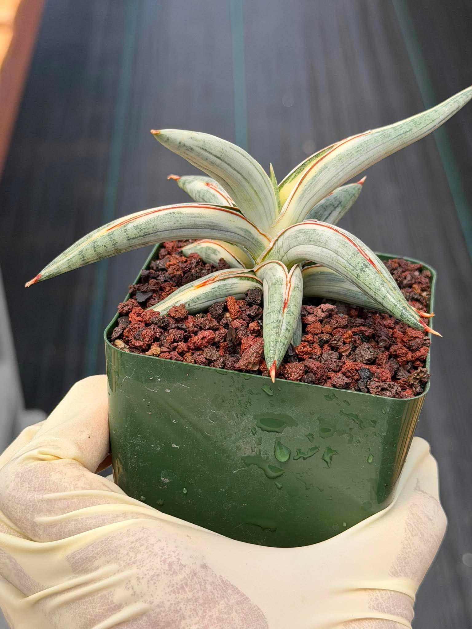 Sansevieria Blue Clone #262 | Rare Snake Plant | Compact Collector Specimen
