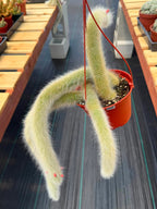 Monkey Tail Cactus #256 | Rare Trailing Cactus | Fuzzy Hanging Collector's Plant
