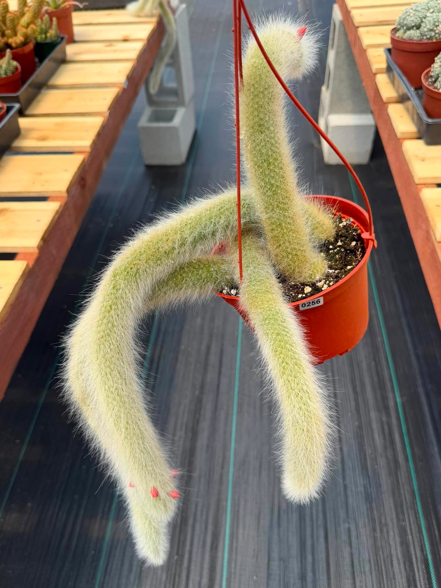 Monkey Tail Cactus #256 | Rare Trailing Cactus | Fuzzy Hanging Collector's Plant