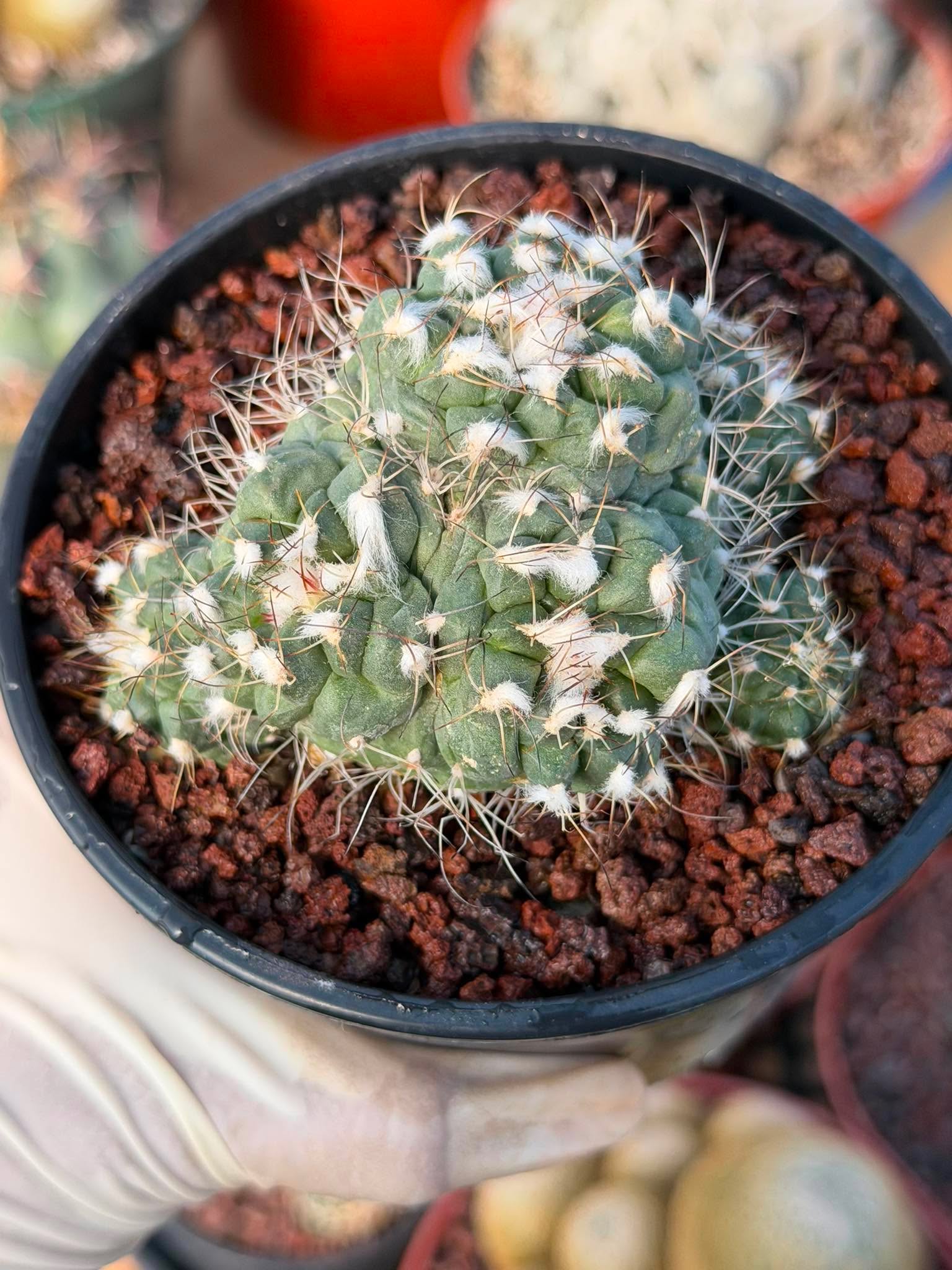 Crested Turbinicarpus Seed Grown Rare Cactus Succulent Collector Plant 3'' x 2'' #229