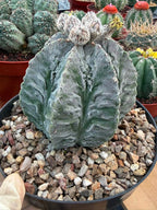 Astrophytum Fukuyu #31 | Rare Collector Cactus | Unique Succulent Plant