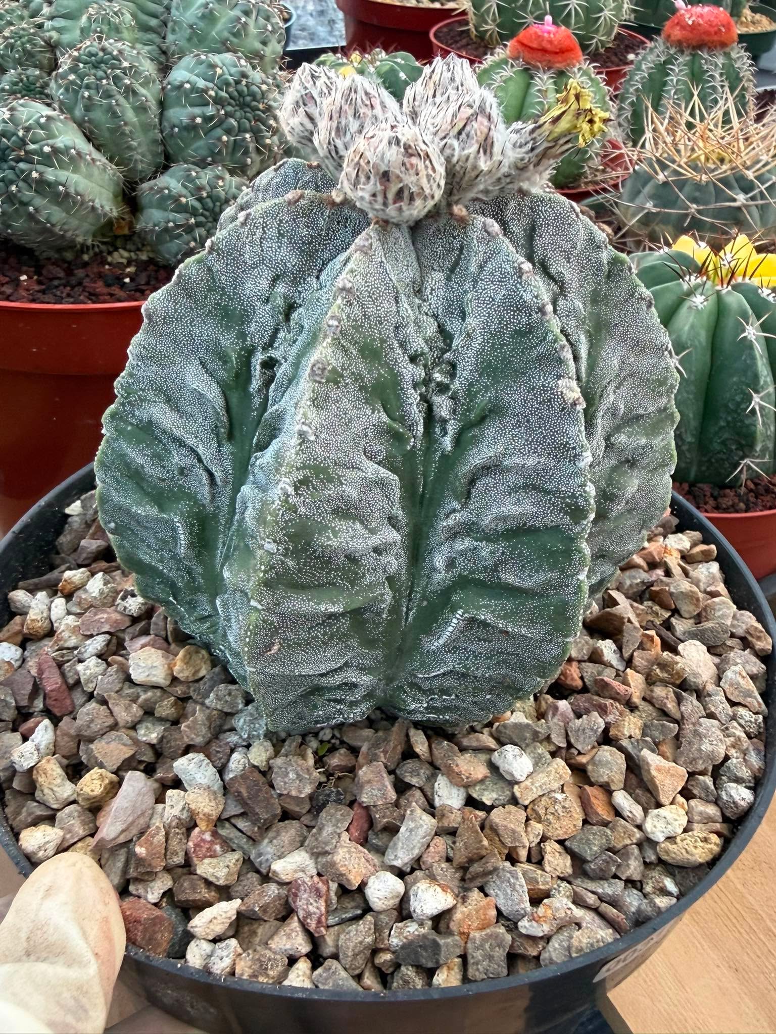 Astrophytum Fukuyu #31 | Rare Collector Cactus | Unique Succulent Plant