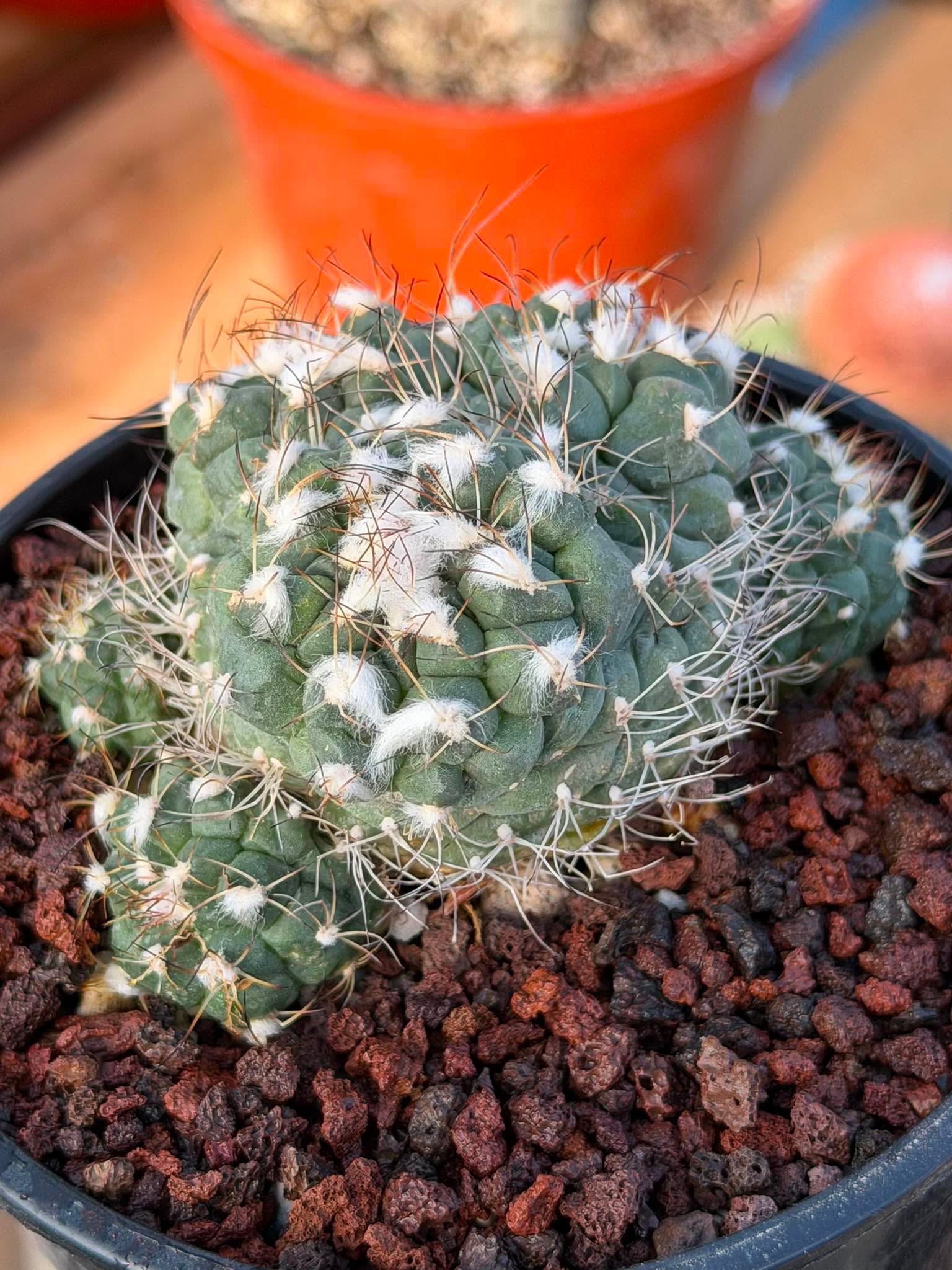 Crested Turbinicarpus Seed Grown Rare Cactus Succulent Collector Plant 3'' x 2'' #229