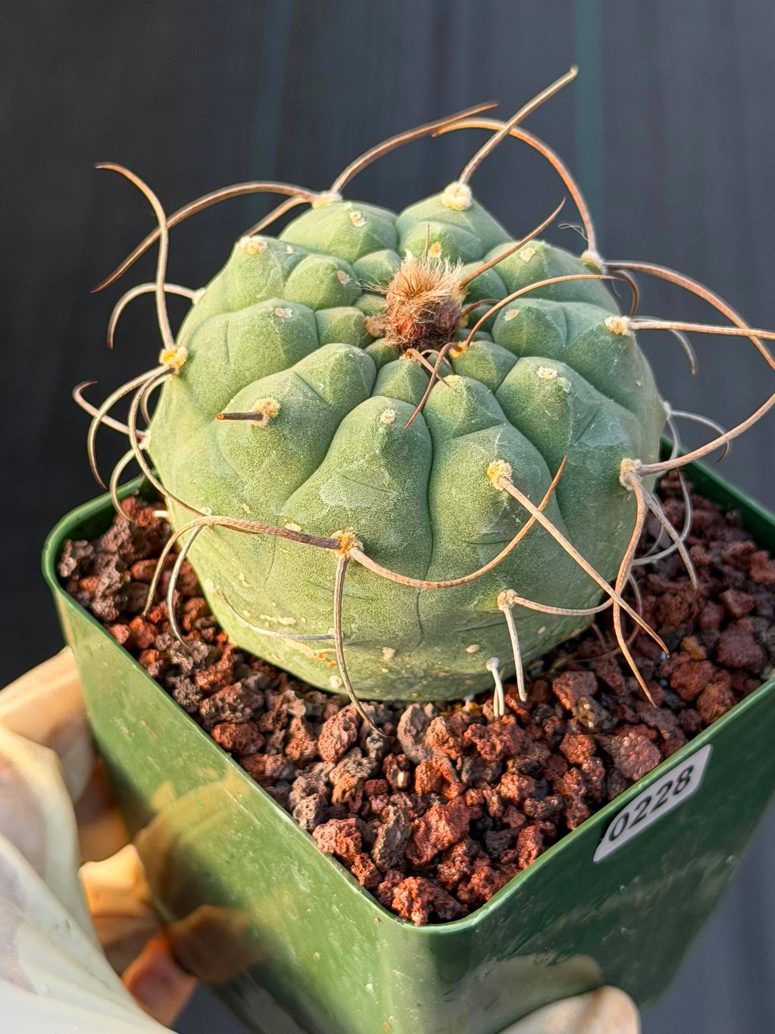 Matucana Busy Spine #228 | Rare Collector Cactus | Dense Spination Succulent