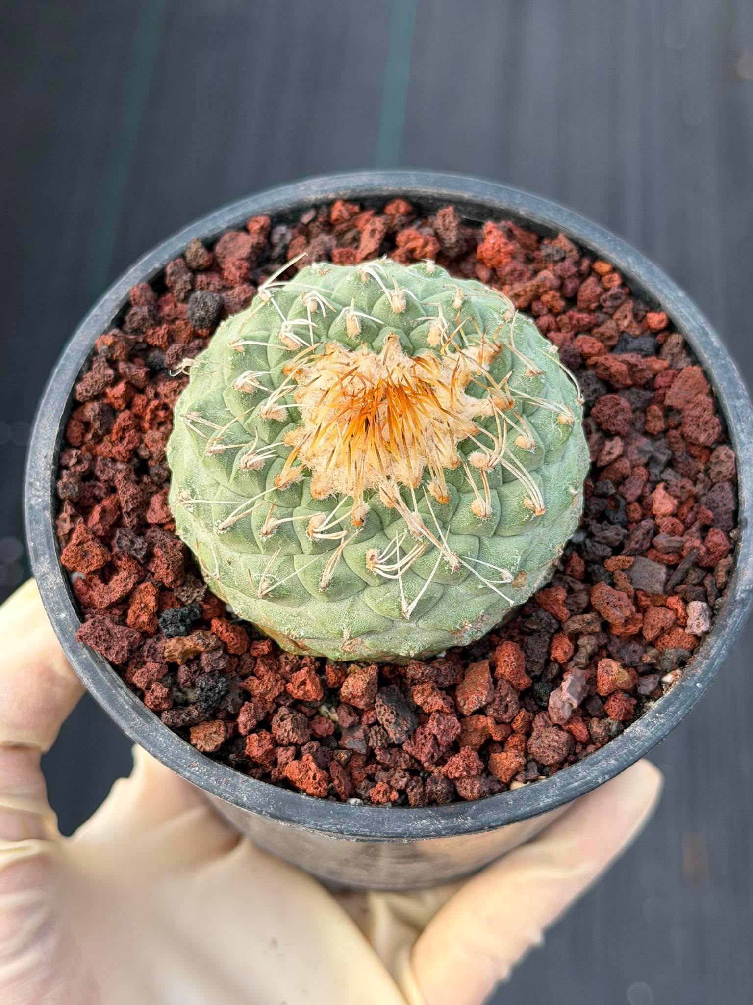 Strombocactus #174 — Rare Seed-Grown Collector Cactus