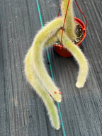 Monkey Tail Cactus #256 | Rare Trailing Cactus | Fuzzy Hanging Collector's Plant