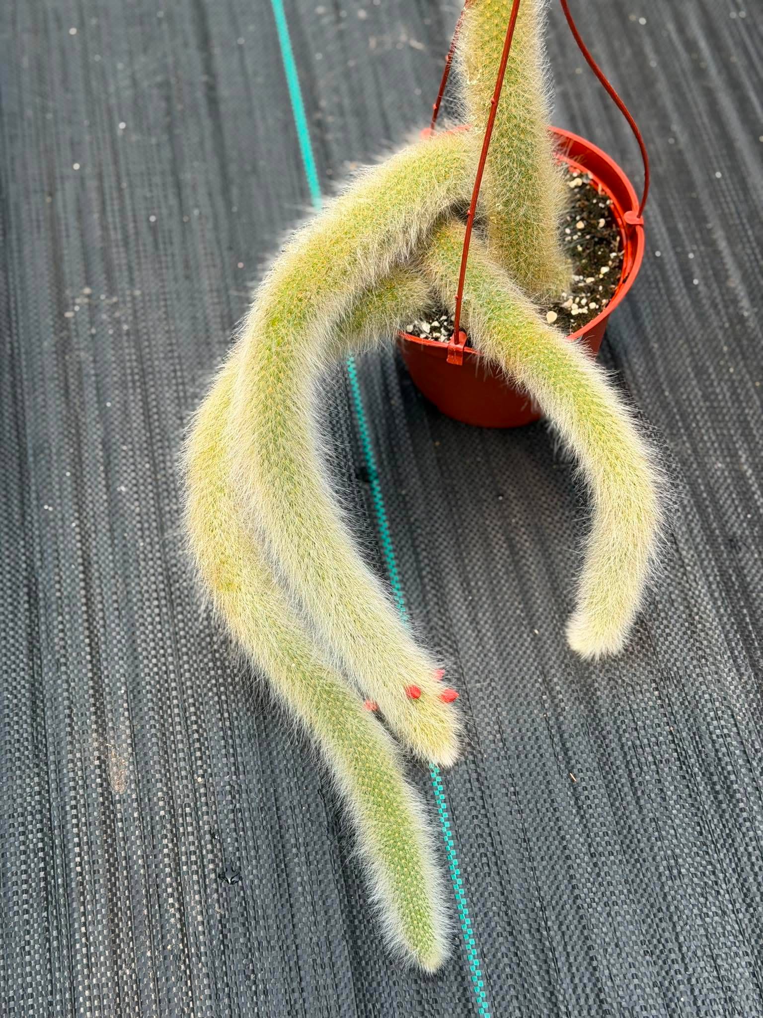 Monkey Tail Cactus #256 | Rare Trailing Cactus | Fuzzy Hanging Collector's Plant
