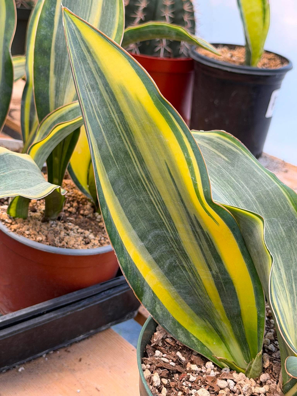 Variegated Sansevieria Whalefin – Rare Snake Plant Pup | Easy Care Houseplant | Live Indoor Succulent