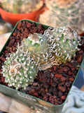 Rare Triple Heads Seed‑Grown Turbinicarpus #253