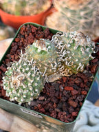 Rare Triple Heads Seed‑Grown Turbinicarpus #253