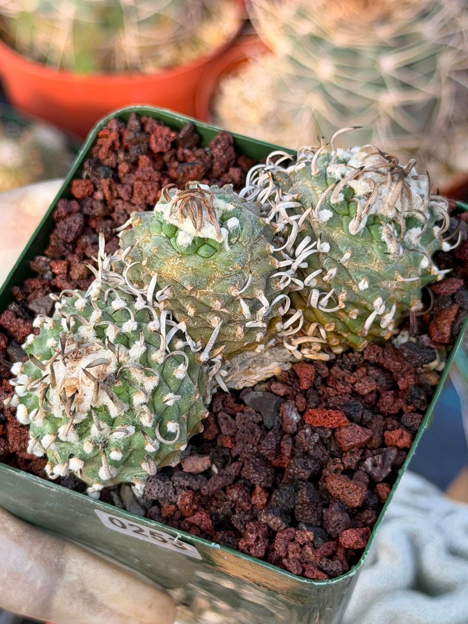 Rare Triple Heads Seed‑Grown Turbinicarpus #253