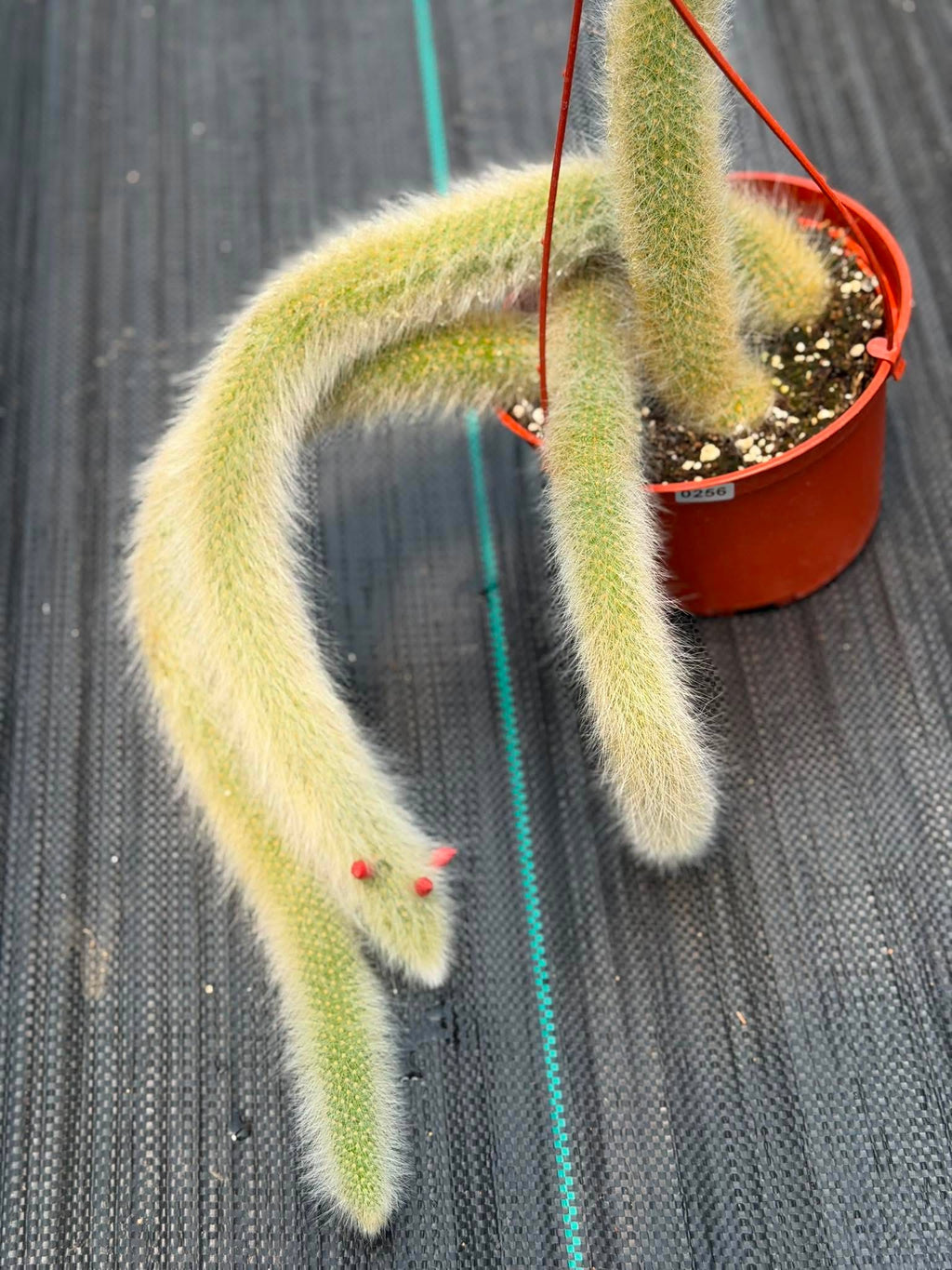 Monkey Tail Cactus #256 | Rare Trailing Cactus | Fuzzy Hanging Collector's Plant