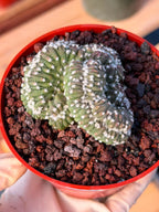 Rare 4” Crested Domino Cactus #254 – Collector Succulent Plant