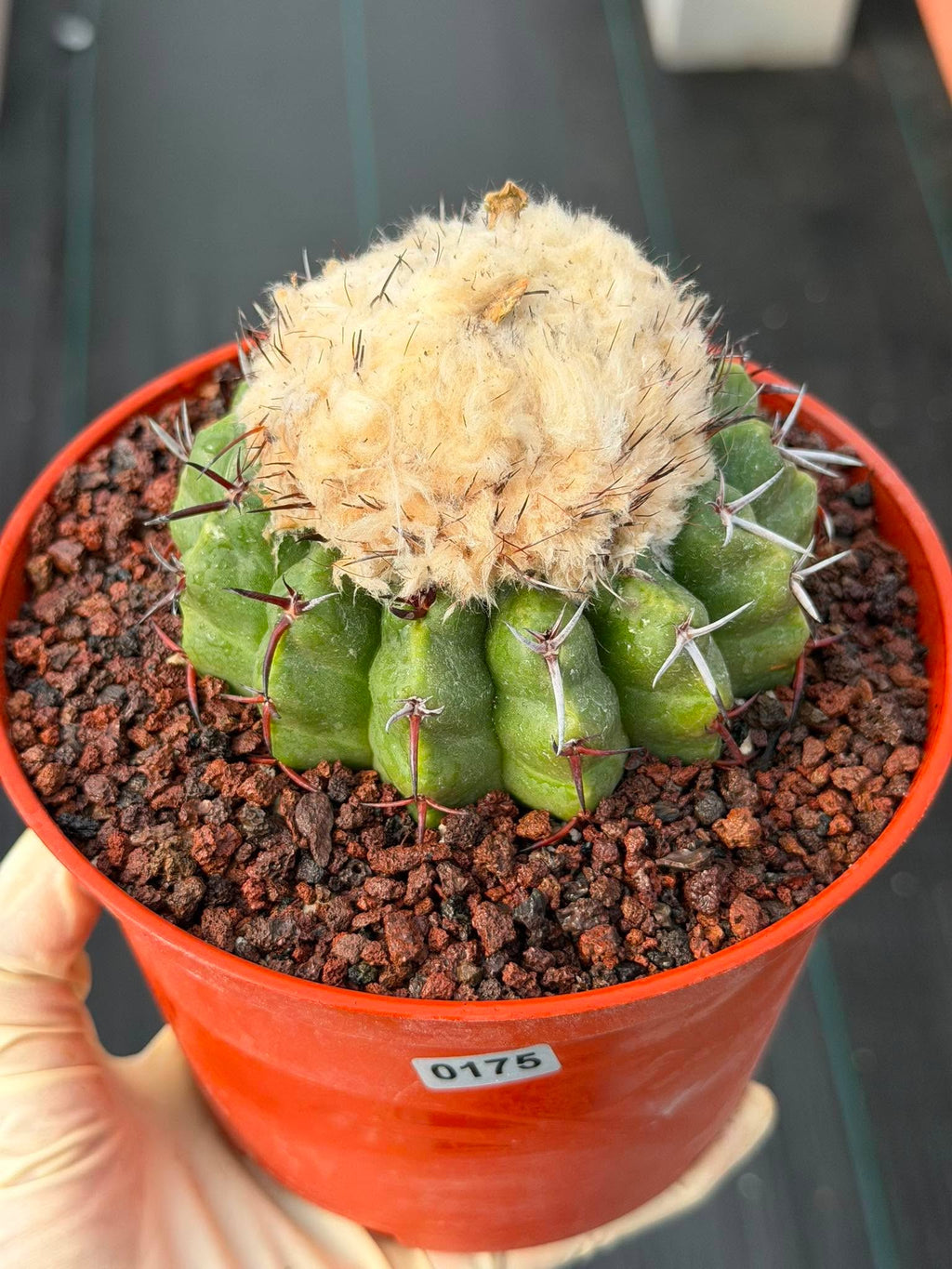 Discocactus heptacanthus × placentiformis Hybrid #175 — Rare Collector Cactus
