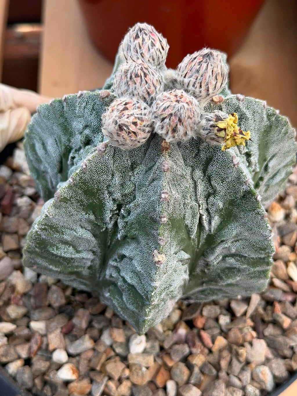 Astrophytum Fukuyu #31 | Rare Collector Cactus | Unique Succulent Plant