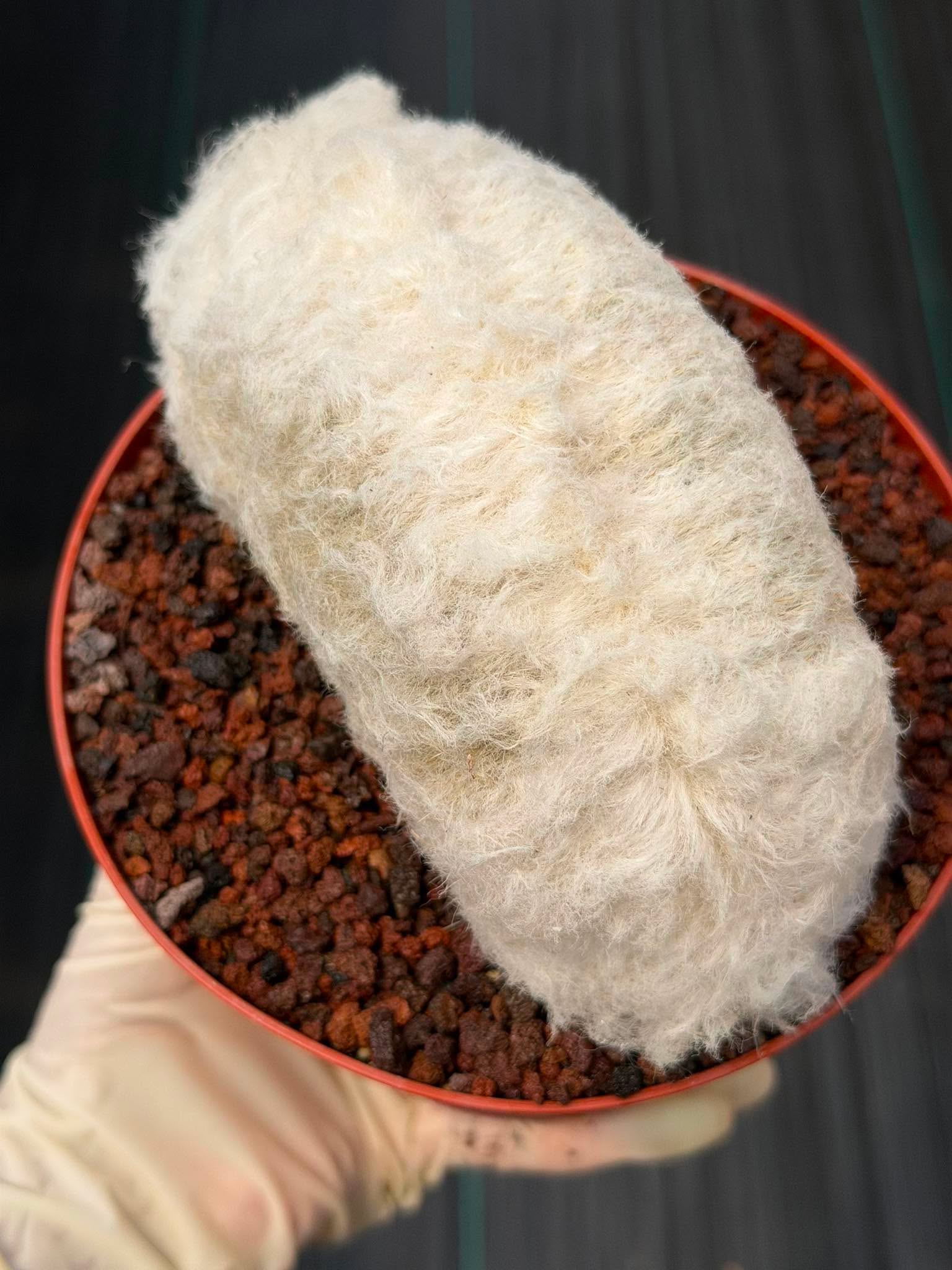 Crested Old Man Cactus #251 | Rare Degrafted Specimen | Collector's Cactus