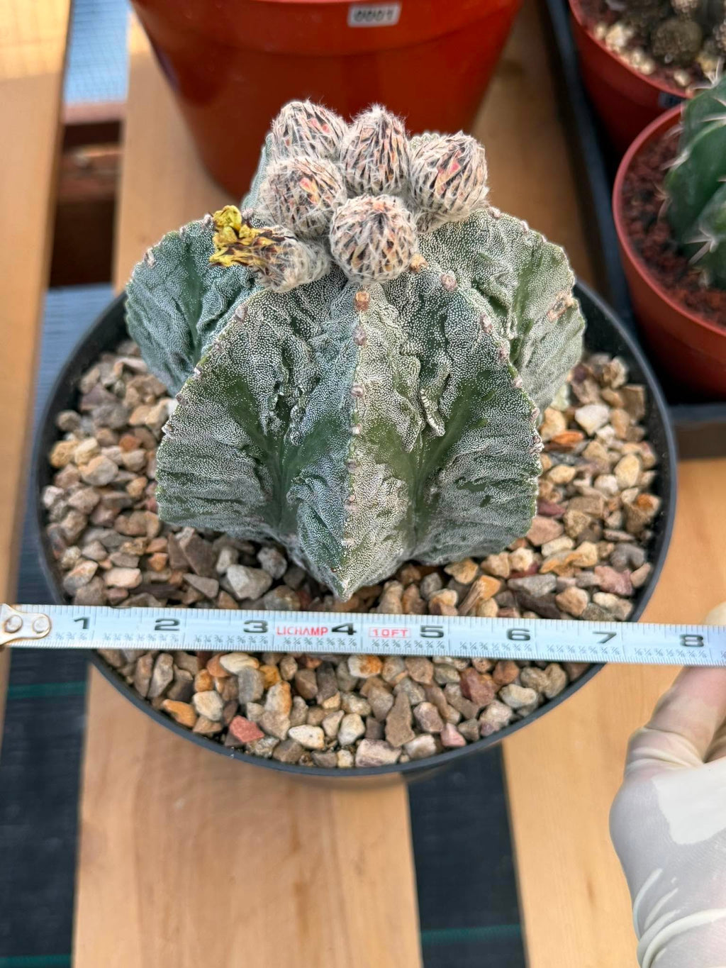 Astrophytum Fukuyu #31 | Rare Collector Cactus | Unique Succulent Plant