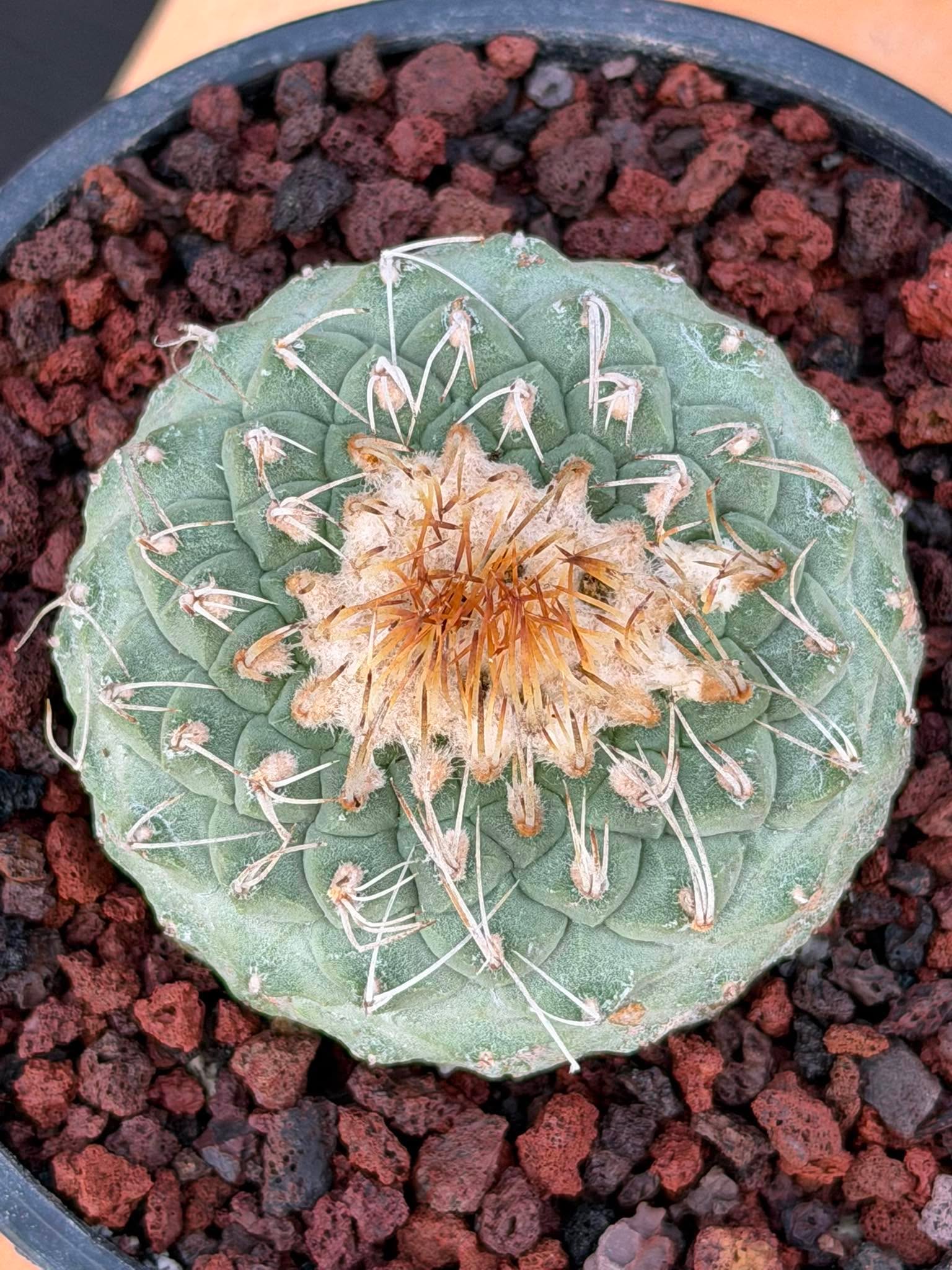 Strombocactus #174 — Rare Seed-Grown Collector Cactus