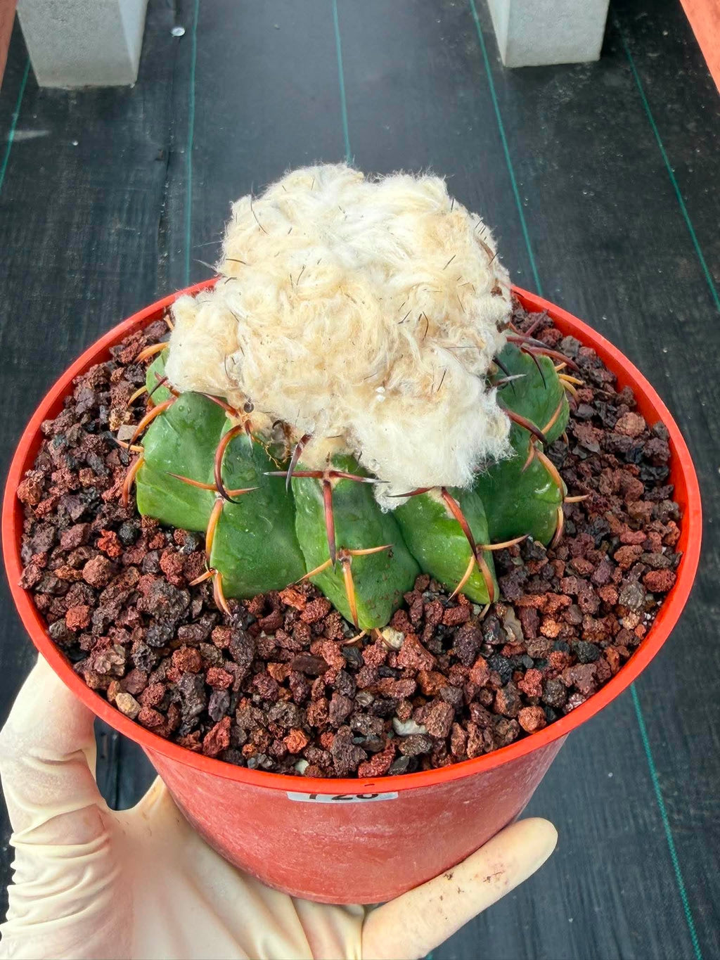 Discocactus heptacanthus × placentiformis Hybrid #728 — Rare Collector Cactus