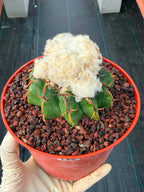 Discocactus heptacanthus × placentiformis Hybrid #728 — Rare Collector Cactus