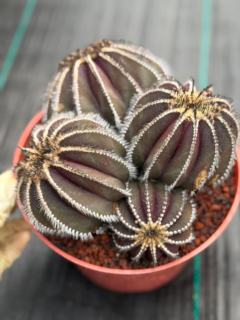 Uebelmannia Pectinifera Cluster #35 | Rare Purple Ribbed Cactus | Live Collector Specimen