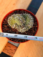 Rare 4” Crested Domino Cactus #254 – Collector Succulent Plant