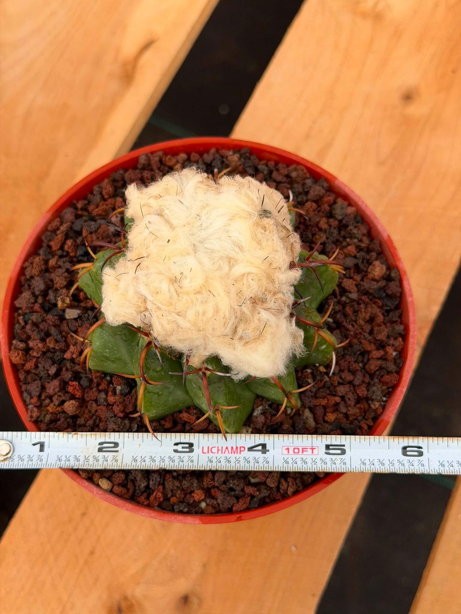 Discocactus heptacanthus × placentiformis Hybrid #728 — Rare Collector Cactus