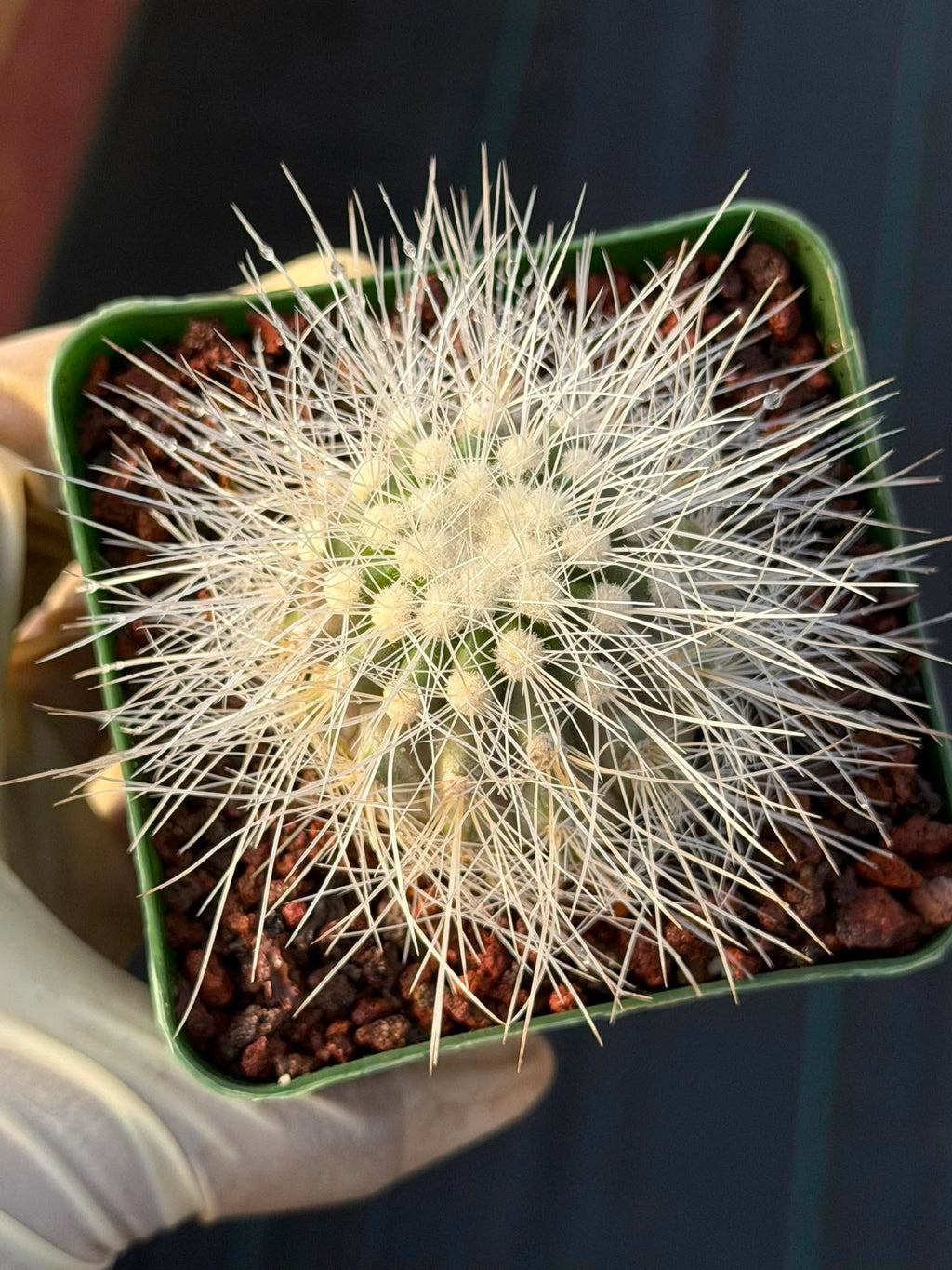 Copiapoa Krainziana Offset #224 | Rare Collector Cactus | Seed Grown Succulent