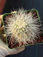 Copiapoa Krainziana Offset #224 | Rare Collector Cactus | Seed Grown Succulent